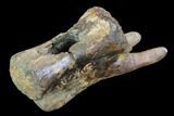 Theropod Dinosaur Vertebra - Alberta (Disposition #-) #97353-3